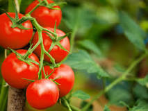 Is eating tomato skin bad for you?