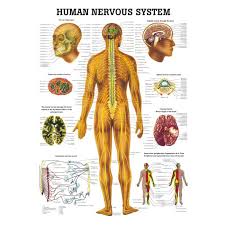 The Human Nervous System Laminated Anatomy Chart