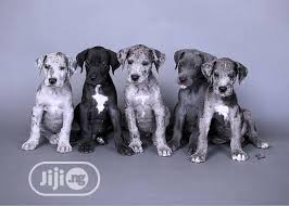One great dane is making headlines after welcoming 19 (!) puppies on saturday. Great Dane Puppies For Sale Boxer Puppies For Sale Near Me