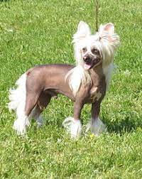 Maybe you would like to learn more about one of these? Chinese Crested Dog Wikipedia