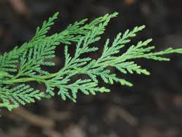 Learn vocabulary, terms and more with flashcards, games and other study tools. Leyland Cypress Trees Care Growing Guide