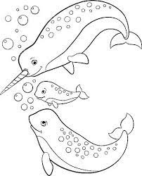 Download and print these narwhal coloring pages for free. Unicorn And Narwhal Coloring Pages Coloring And Drawing