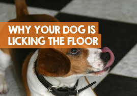 why does my dog lick the floor