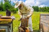 نتیجه جستجوی لغت [beekeeper] در گوگل