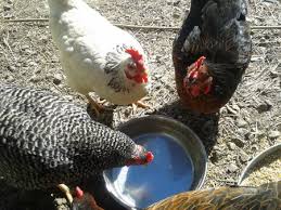 Each backyard chicken breed possesses one or more of the above characteristics and is popular if you're raising backyard chickens for their eggs, few breeds do better than the white leghorn. Watering Backyard Chickens