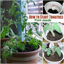 start tomato seeds indoors