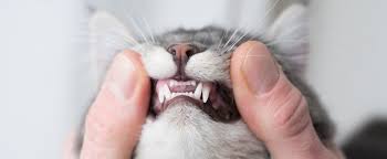 dental disease in cats signs and