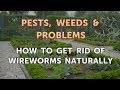 how to get rid of wireworms naturally