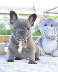 We believe in helping you find the product that is right for you. Mr Pockets For Those Waiting On A Small Compact Little Blue Male Www Poeticfrenchbulld French Bulldog Puppies Bulldog Puppies Fawn French Bulldog