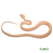 albino darwin carpet python exotic