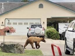 Get today's news and weather in vernon, british columbia. Bear Has Been Spotted Several Times In Armstrong Neighbourhoods Vernon News Armstrongbc