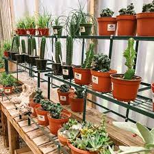 plant nursery in san antonio tx