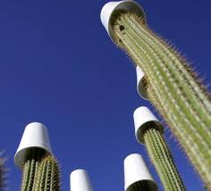 San pedro is a large columnar cactus that grows quickly. 17 Pointers On Keeping Your Cactus Looking Sharp Tucson Com