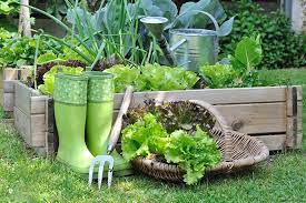 Vegetable Garden For Beginners