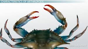 Characteristics Of Arthropods Lesson For Kids
