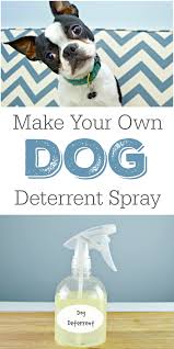diy dog deter spray stop