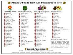 Poisonous Plants Foods For Pets