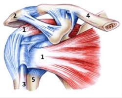 La rupture du tendon rotulien est une interruption de sa continuité. Les Lesions De La Coiffe Des Rotateurs Institut De L Epaule De Strasbourg