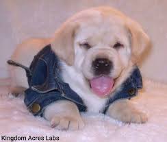 Puppies for sale from dog breeders near las vegas, nevada. Labrador Puppies For Sale Lab Puppies Southern California