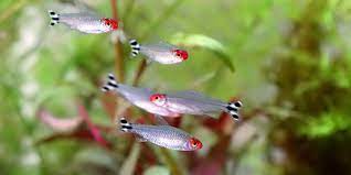 The sensory bases of schooling behavior in ﬁsh are also schools of the. Easy Schooling Fish The Aquarium Guide