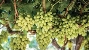 Almería comienza este mes su primera vendimia de uva de cultivo ecológico