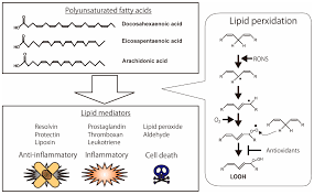 cell via lipid peroxidation
