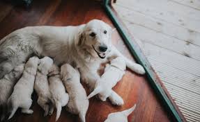 how long are dogs pregnant forbes