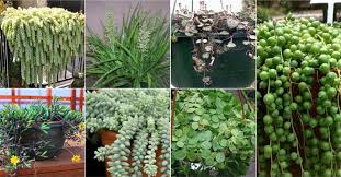 7 Popular Hanging Succulent Plants