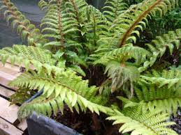 Evergreen Ferns For Pots Or A Shady Border