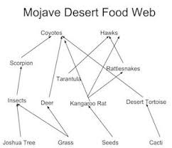 Decomposer's job is to break down dead plants and animals since producers would not be able to grow therefore the consumers won't have any food and ecosystem to live in. The Food Web Of The Mojave Desert Study Com