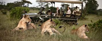 Kruger National Park vs Masai Mara vs Serengeti | Go2Africa