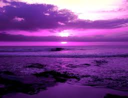 Image result for beautiful purple