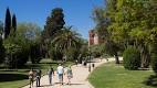 The palm tree's fall in Ciutadella was caused by various factors ...