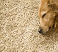 arlington va bermon carpet cleaning