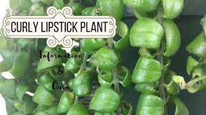 curly lipstick plant information care