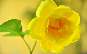 yellow flower flowers flower rose
