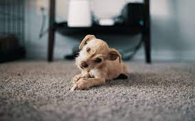 how to stop puppy from chewing carpet