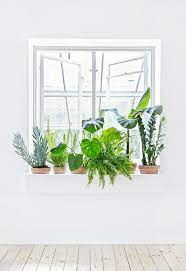 decorate home with plants italianbark