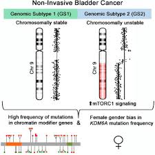 Genomic Subtypes Of Non Invasive Bladder Cancer With