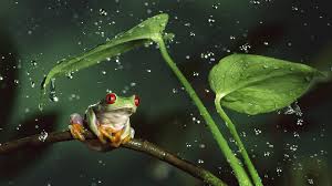 Browse millions of popular cute frog wallpapers and ringtones on zedge and personalize your phone to suit you. Frog Wallpapers And Hd Backgrounds Free Download On Picgaga