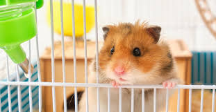 What Type Of Bedding Is Best For Hamsters