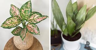 houseplants with some air purifying