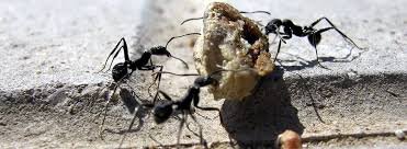 signs of ants okil pest control