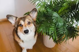 10 Plants Toxic To Dogs Avoid These In