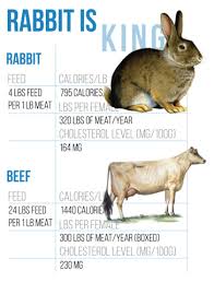 It is important to know that when raising rabbits for meat that the older the rabbit gets, the tougher the meat becomes. Raising Killing Rabbits Readyman