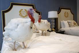 Don't be a turkey for your thanksgiving party! White House Reveals Names Of Turkeys Destined For Trump Pardon Politico