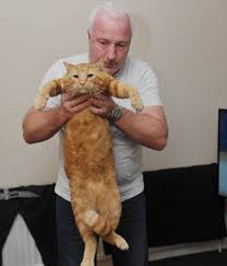 9 cat treats and extras. Britain S Biggest Cat Weighs 1 5 Stone The Size Of An Average Two Year Old Child Mirror Online