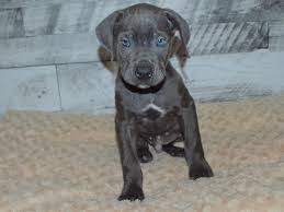 Cane Corso Petland Dunwoody Puppies For Sale