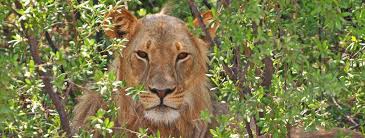 Get ready for the best african safari experience at any one of the following national parks. African Big Cat Safari Holidays Africa Sky