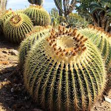 Fishhook barrel cactus (ferocactus wislizenii) has long spines that curve at the tips. Golden Barrel Cactus Adds Drama To Landscape Or Patio